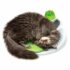 Catit Senses Wellness Center produit de soin pour chats